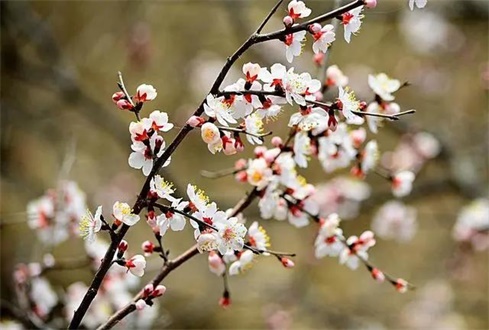 吃喝玩樂(lè)不遠(yuǎn)行，帶你一卡游濟(jì)寧！濟(jì)寧旅游惠民卡送您一個(gè)春天（附辦卡攻略）