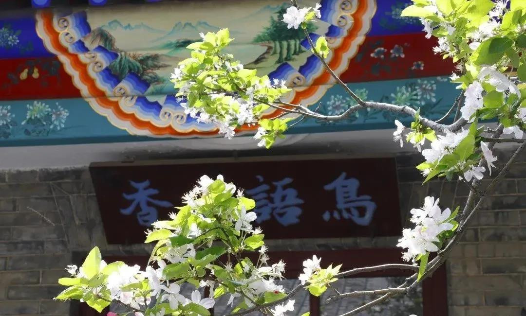 賞花地圖——最美三月天，帶你走進濟寧的花花世界
