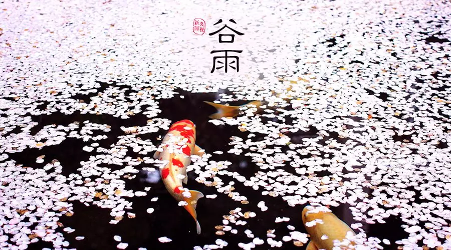 谷雨 | 春欲遠(yuǎn)，夏未至，人間最美四月天